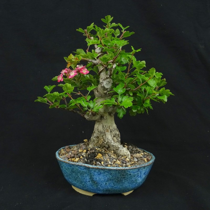 Bonsai, Rotdorn, Frei aufrechter Stil, Shohin